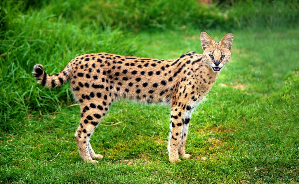 Serval im Garten