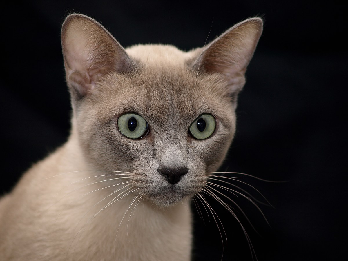 Geheimtipp fÃ¼r Katzenfans: Warum alle die Tonkanese-Katze lieben