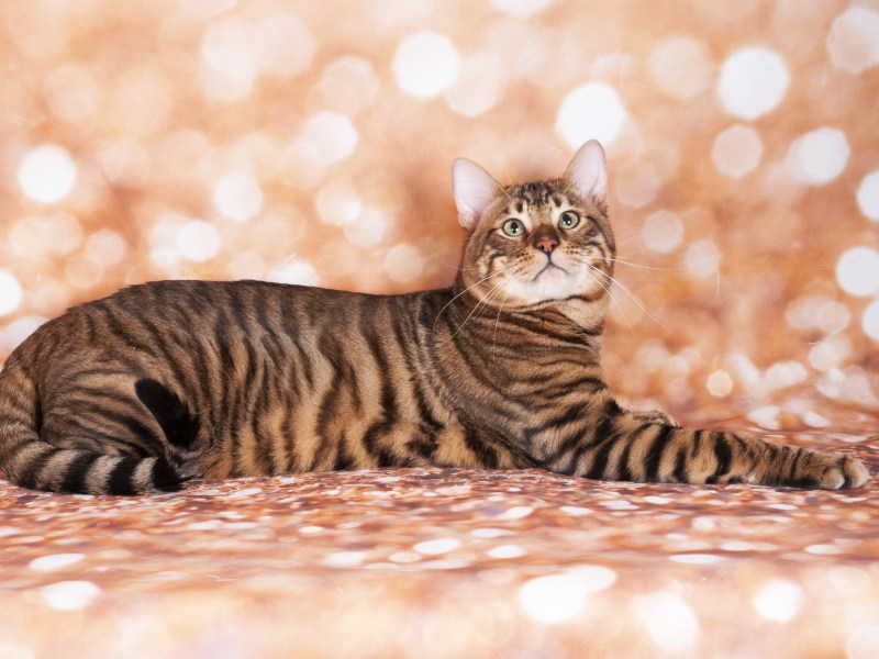 Toyger Katze im Portrait