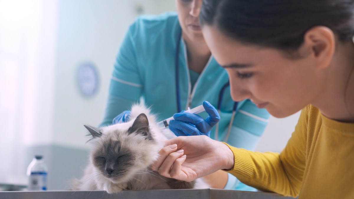 Katze impfen lassen von Tierärztin