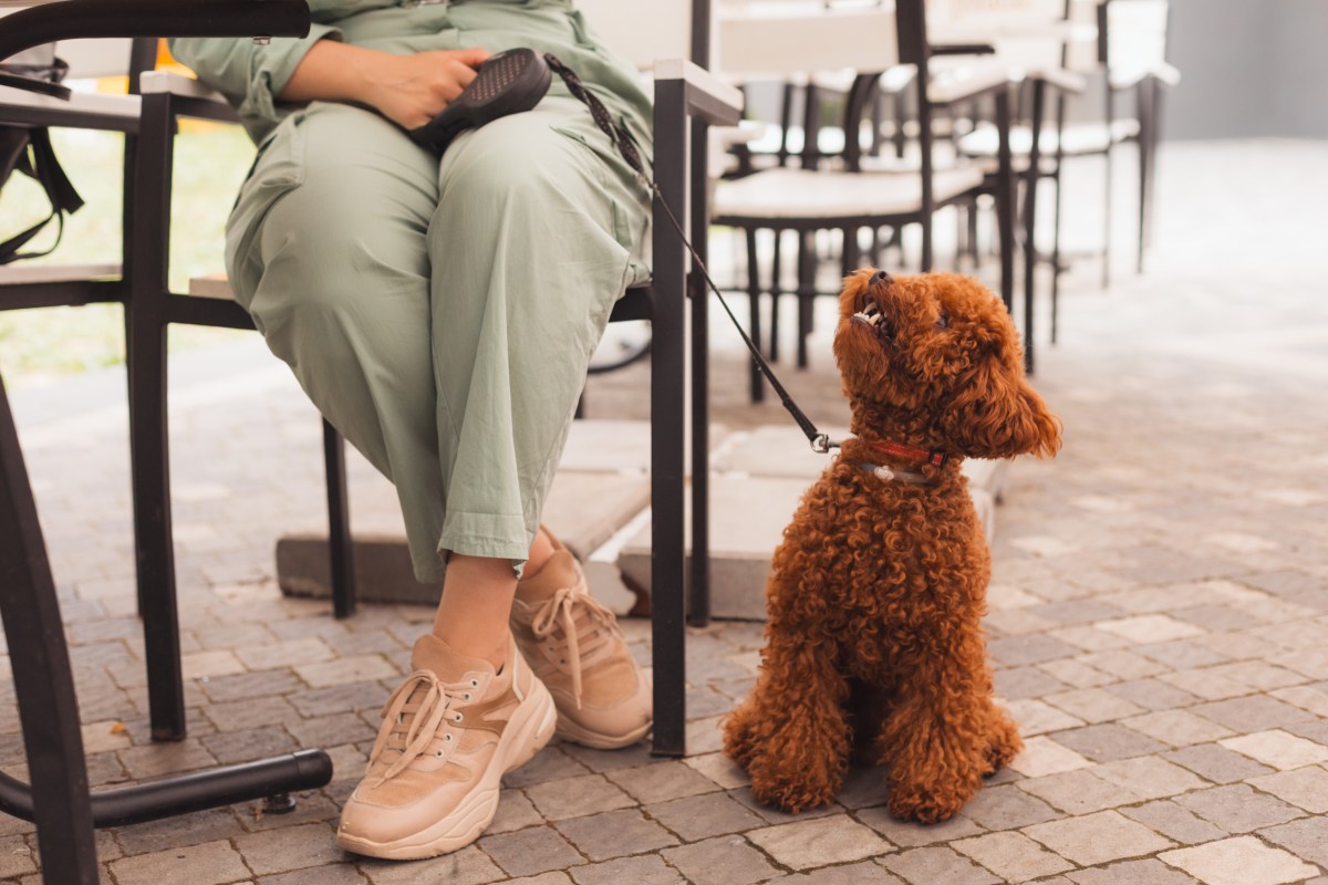 Welpe im CafÃ©