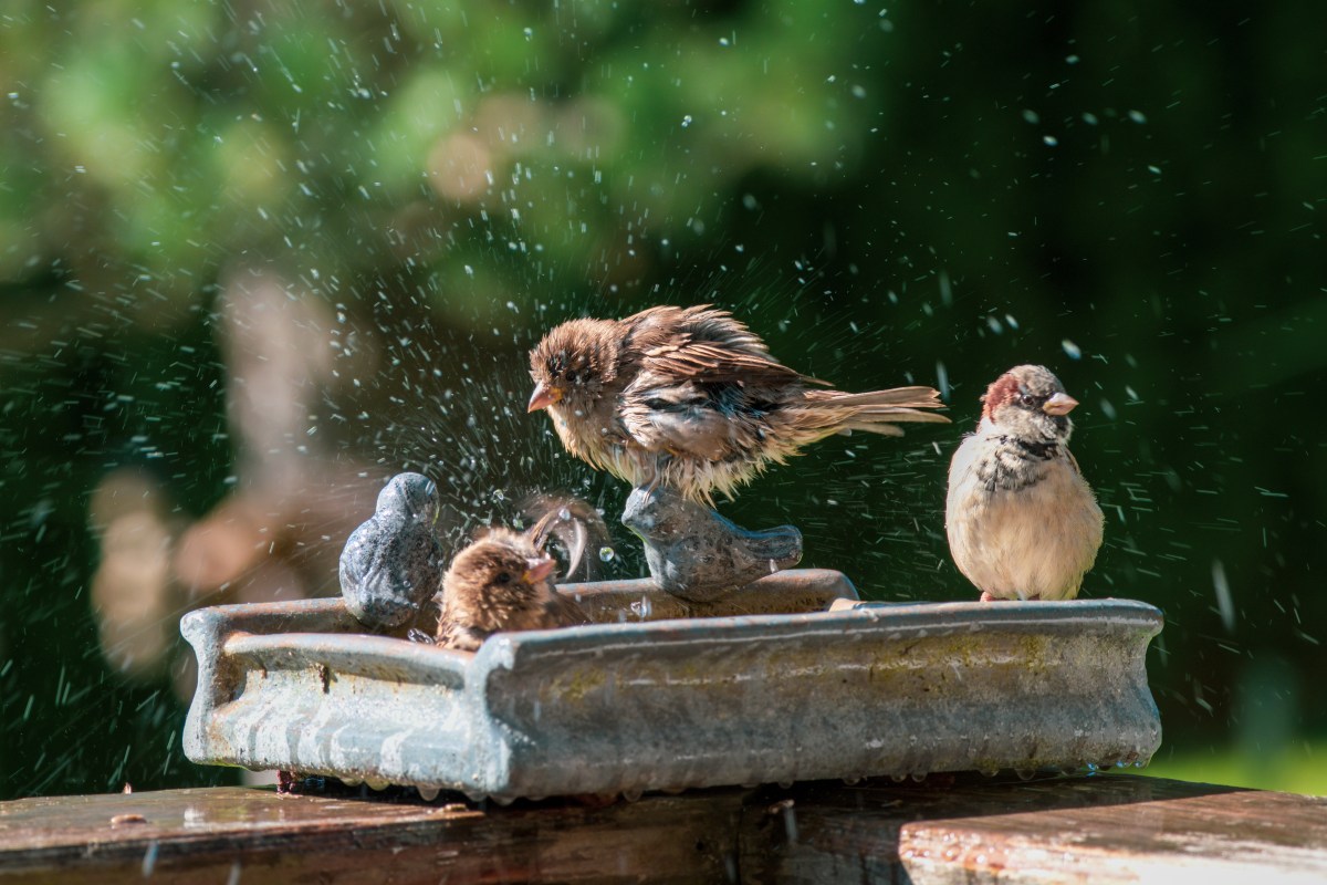 Wildtiere Sommer