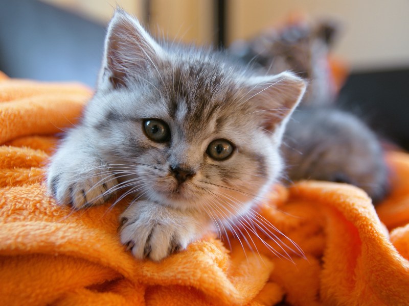 Katzenbaby auf einer orangenen Decke