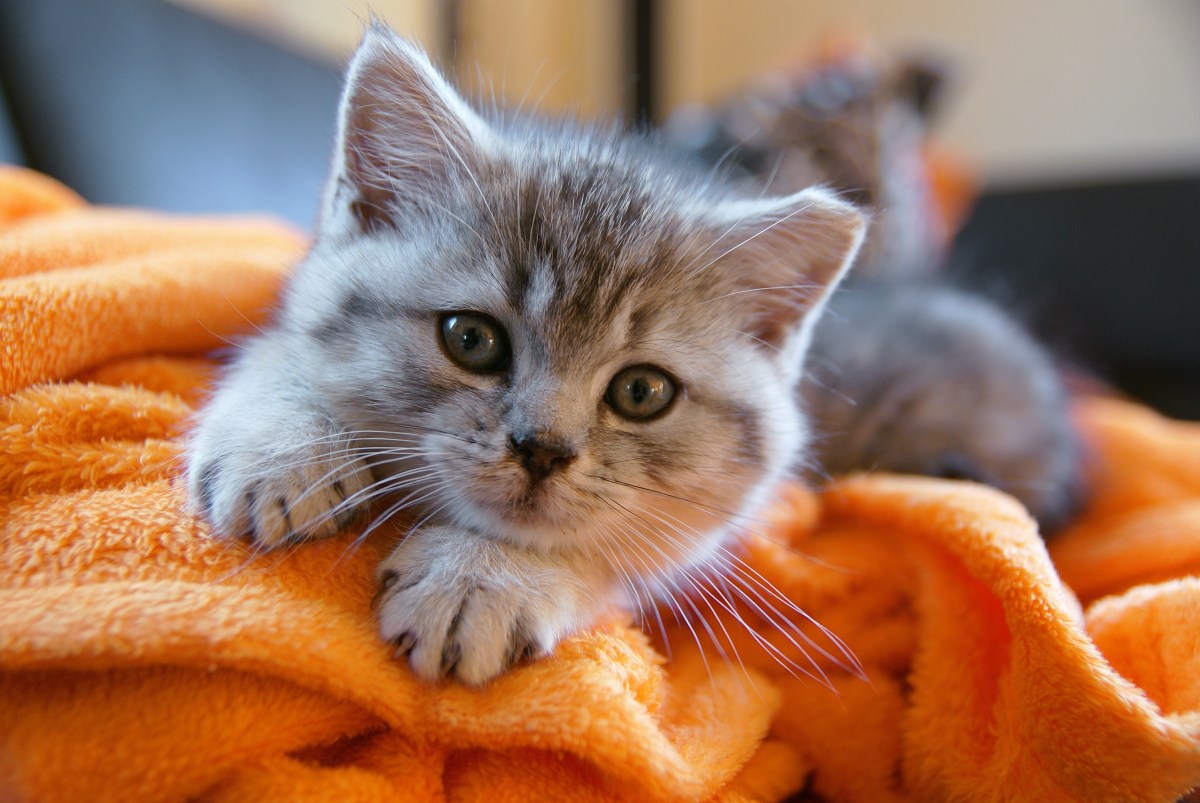 Katzenbaby auf einer orangenen Decke