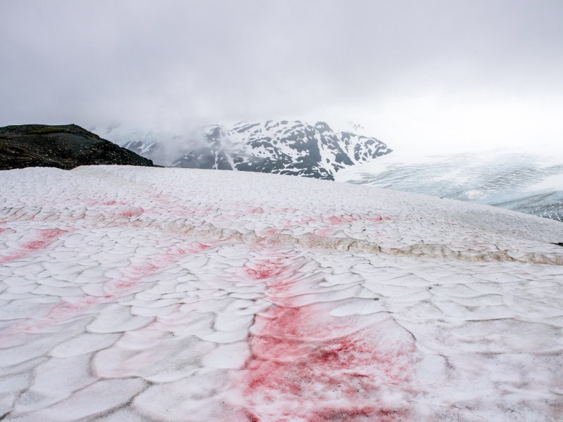 "Blutschnee": Was verbirgt sich hinter dem roten Schnee?