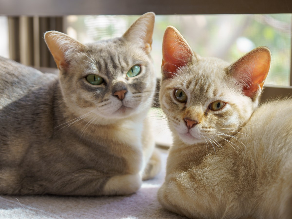 Familien aufgepasst: Warum diese Katzenrasse besser ist als jeder Hund