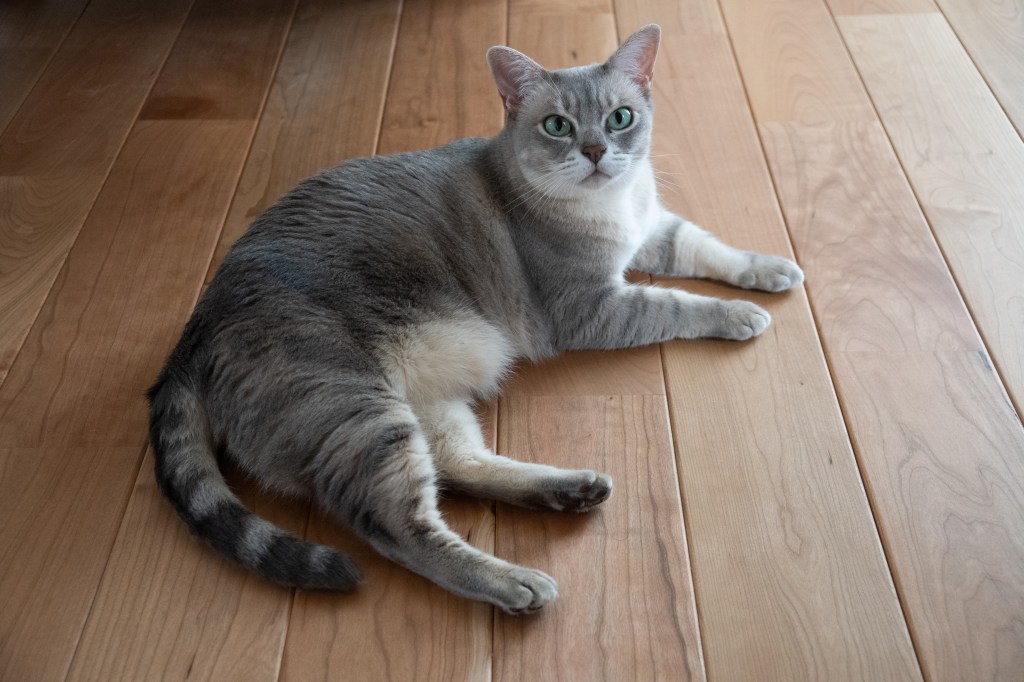 Australian Mist Katze liegt auf dem Fußboden