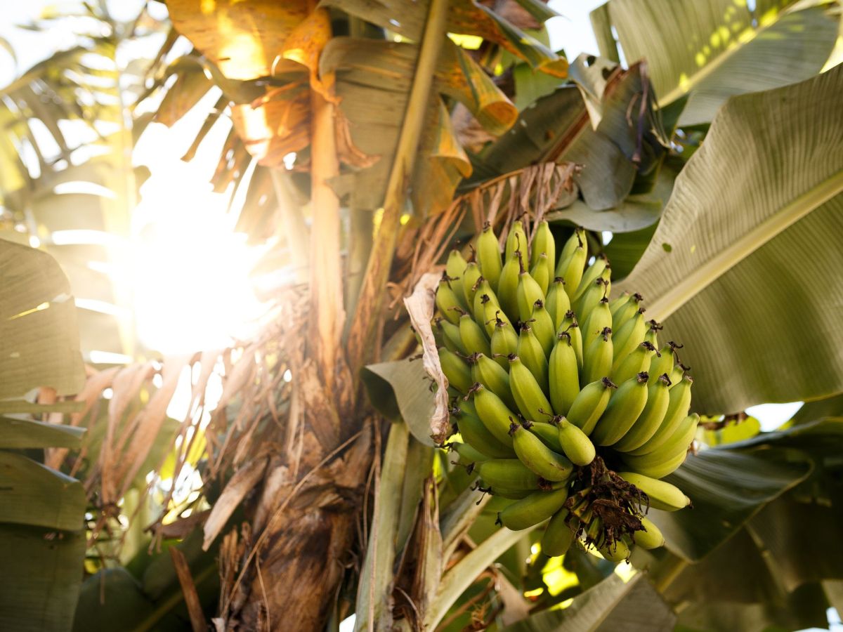 Bananen: So hÃ¤ltst du sie lÃ¤nger frisch