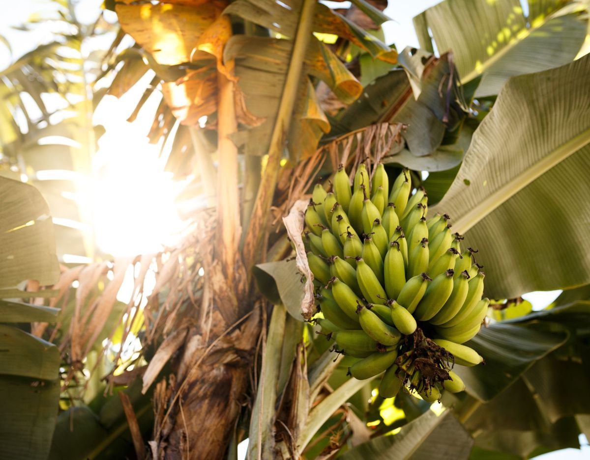 Bananen: So hältst du sie länger frisch