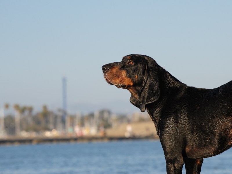 Black and Tan Coonhound