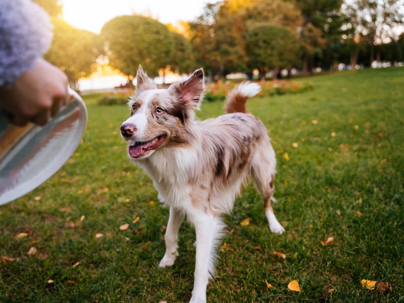 Border Collie