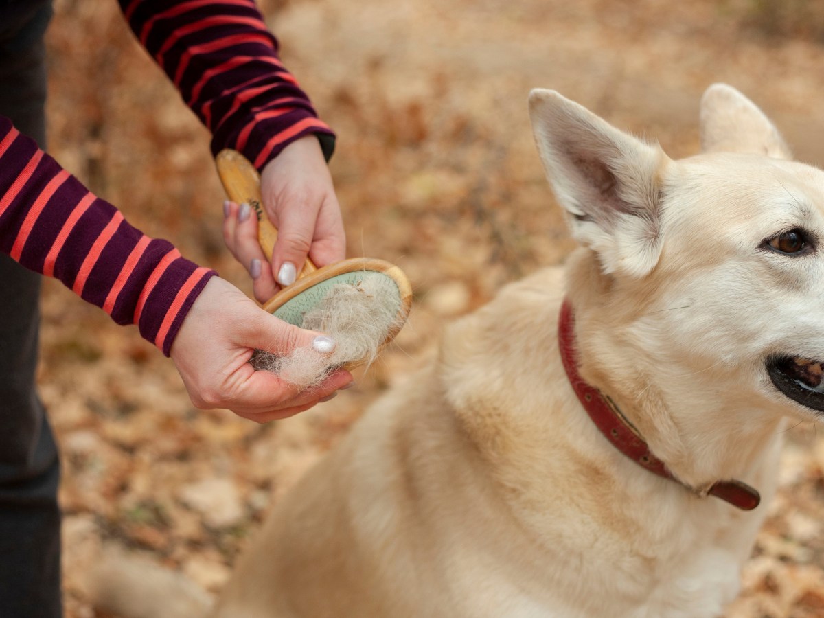 Fellwechsel: Diese Bürsten braucht jeder Hundebesitzer im Herbst