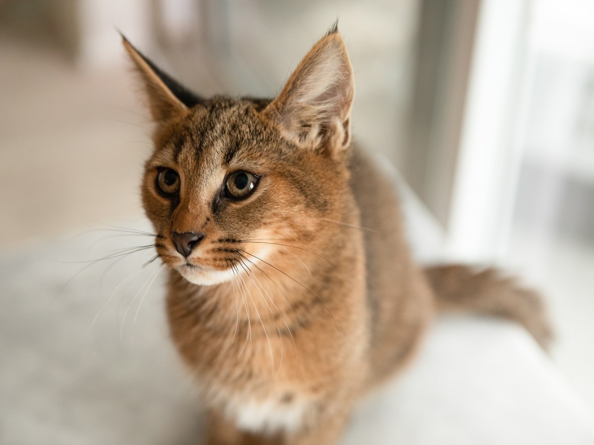 Chausie: Die Katze, die dich mehr fordert als ein Hund