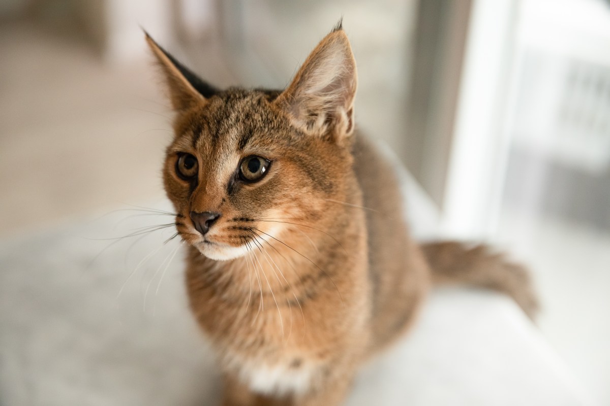 Chausie Katze im Portrait