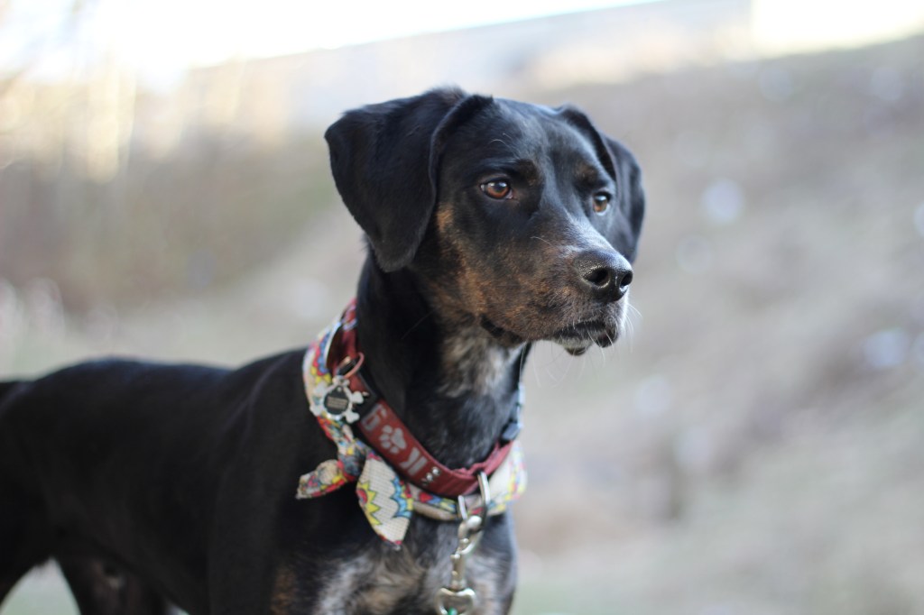 Coonhound