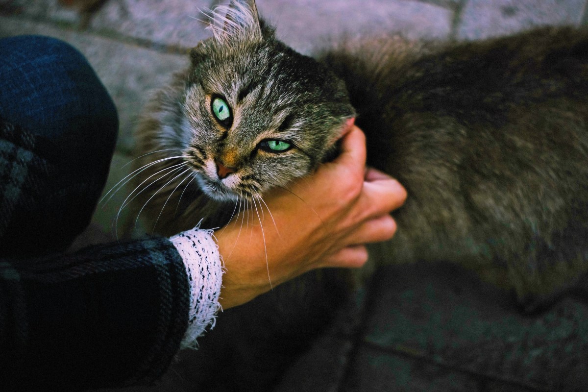 Katze mit grünen Augen wird von oben gestreichelt