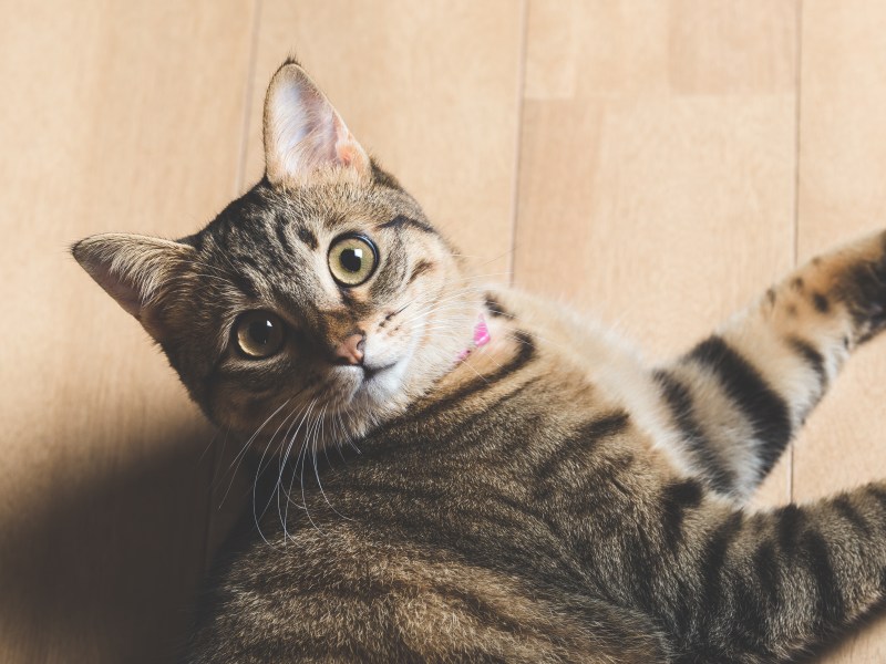 Hauskatze liegt auf dem Laminat