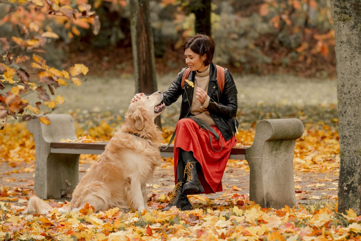 Herbst Hund