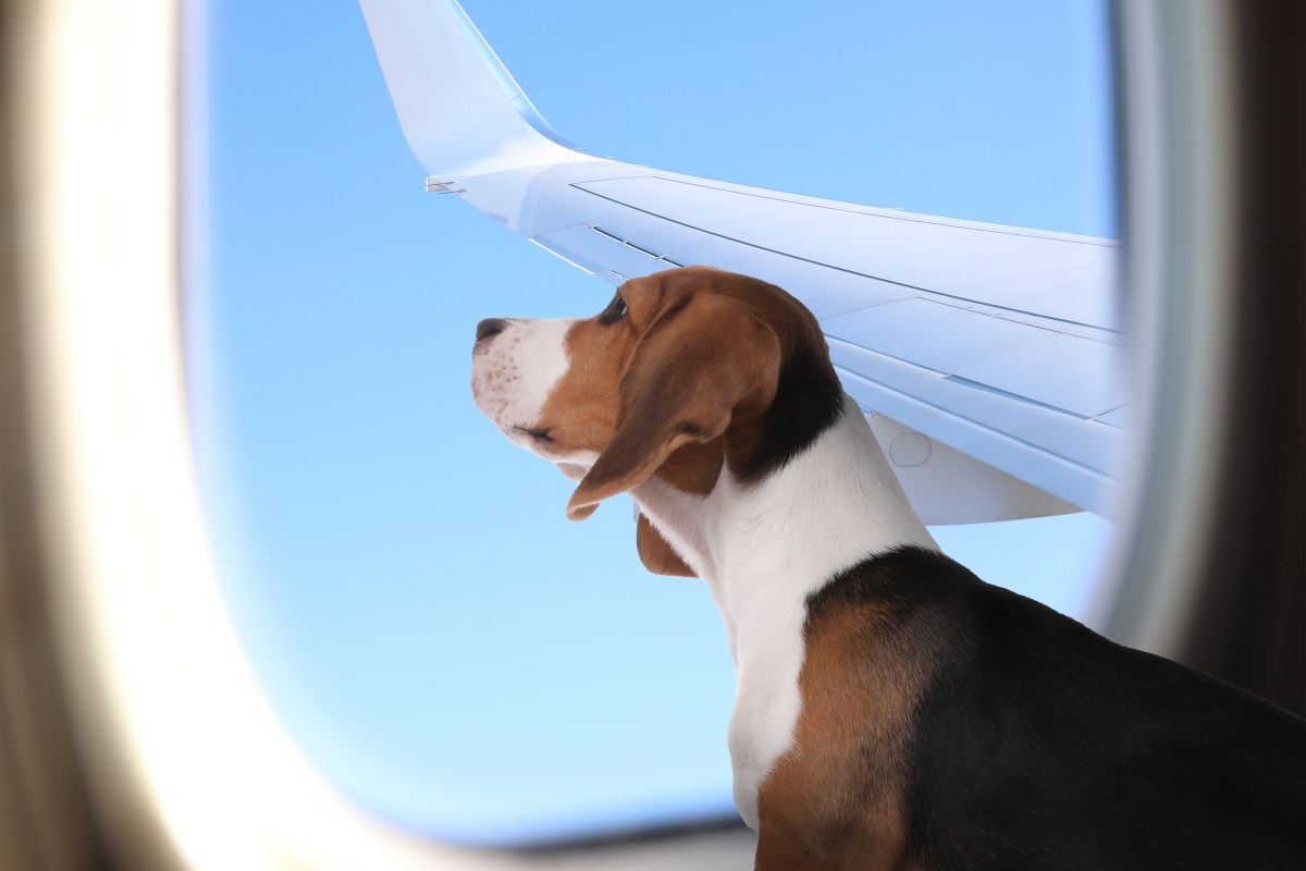 Hund schaut aus dem Flugzeugfenster