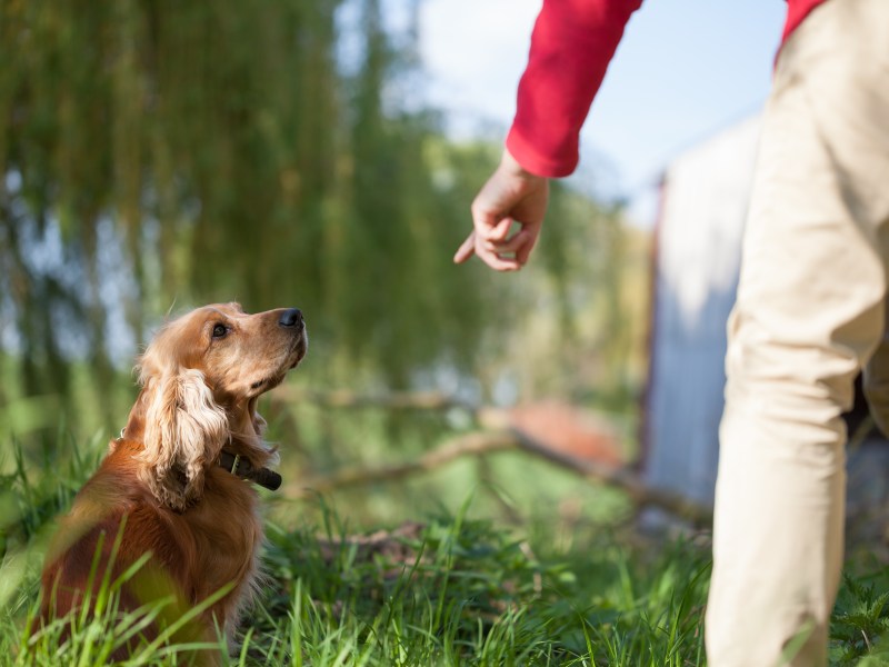 Hund wird erzogen