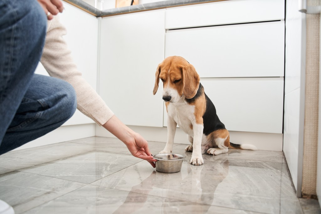 Hund mit Futternapf