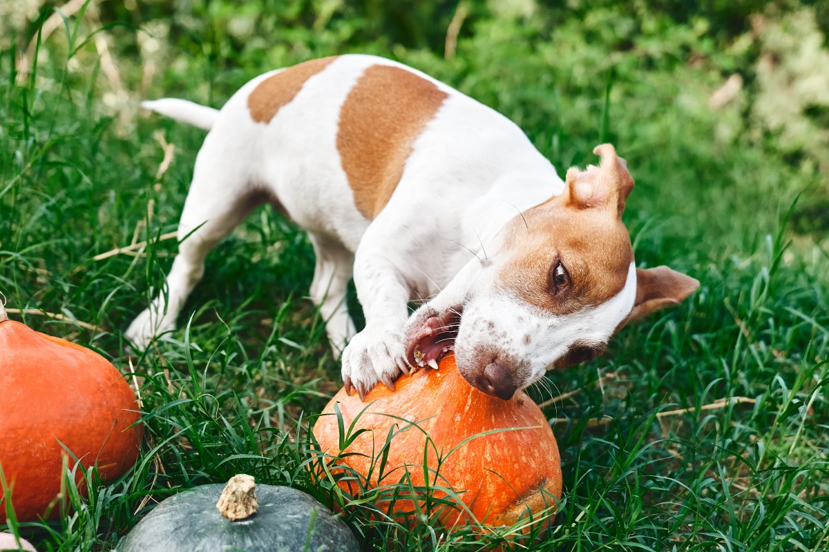 Hund mit Kürbissen