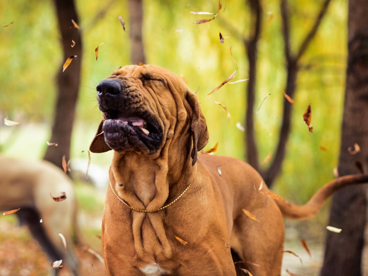 Hund Herbst Allergien