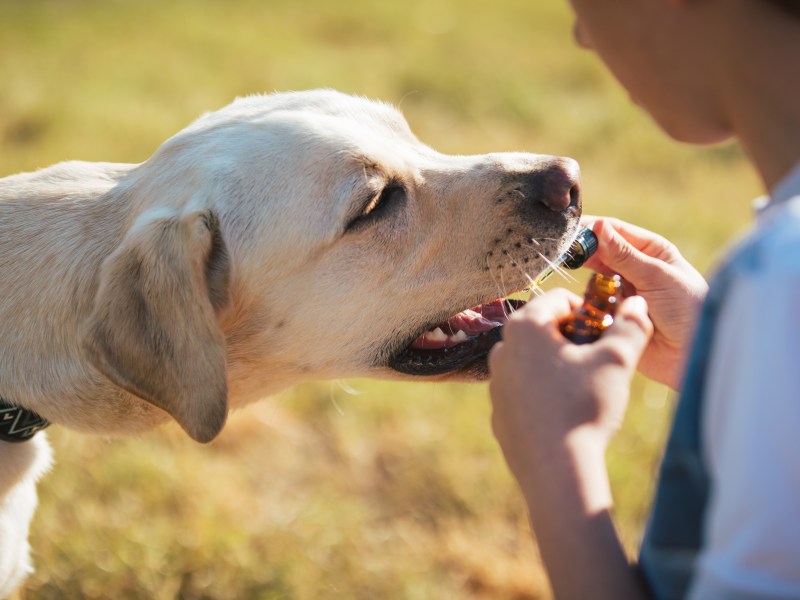 Hund bekommt etwas mit einer Pipette