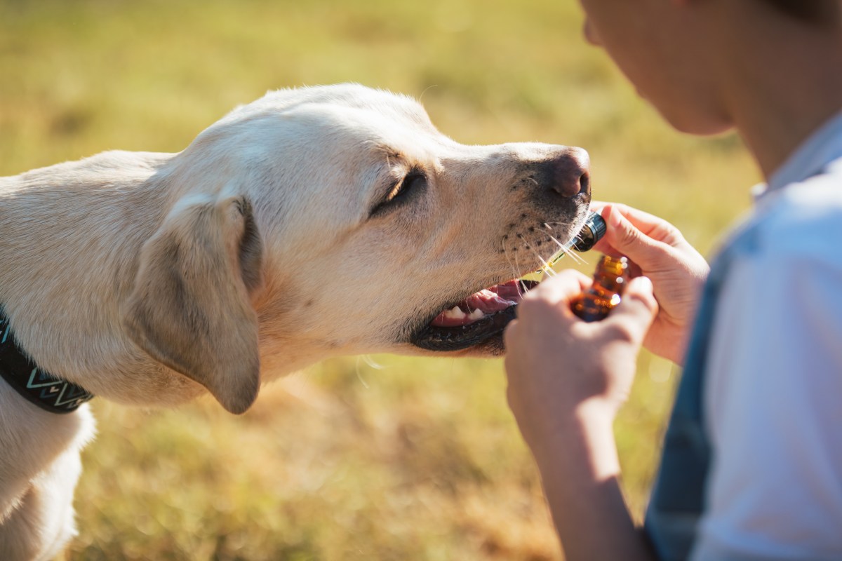 Hund bekommt etwas mit einer Pipette