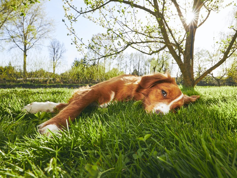 Hund liegt auf dem Rasen