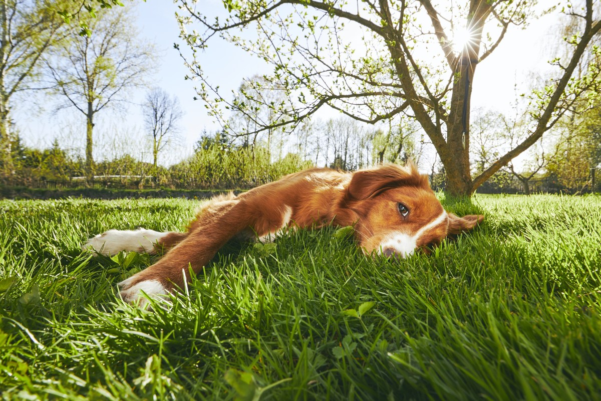 Hund liegt auf dem Rasen