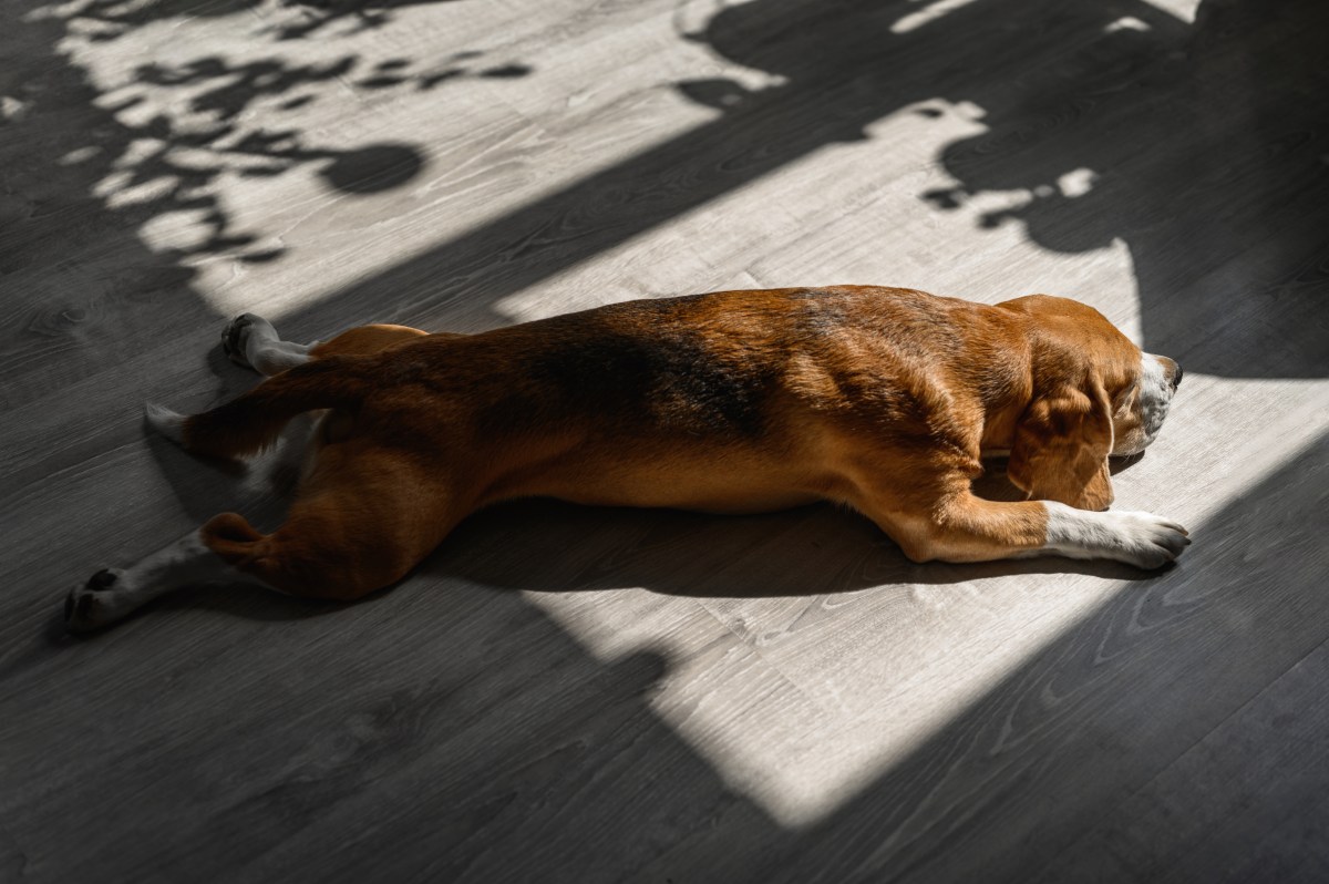 Hund Sonnenbaden