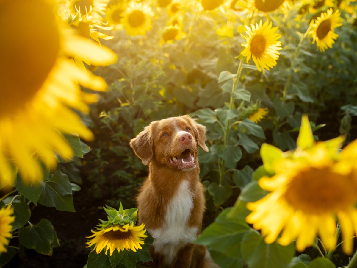 Hund im Sonnenblumenfeld