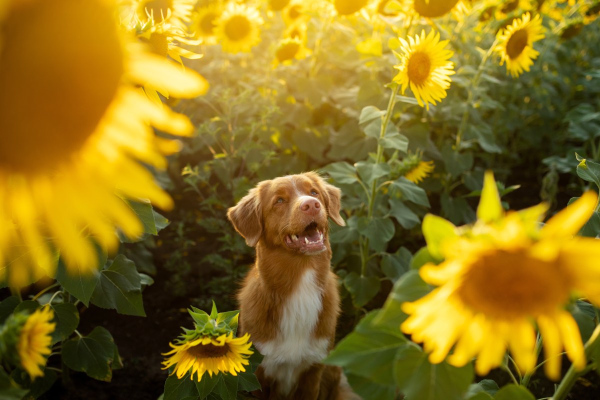 Hund im Sonnenblumenfeld