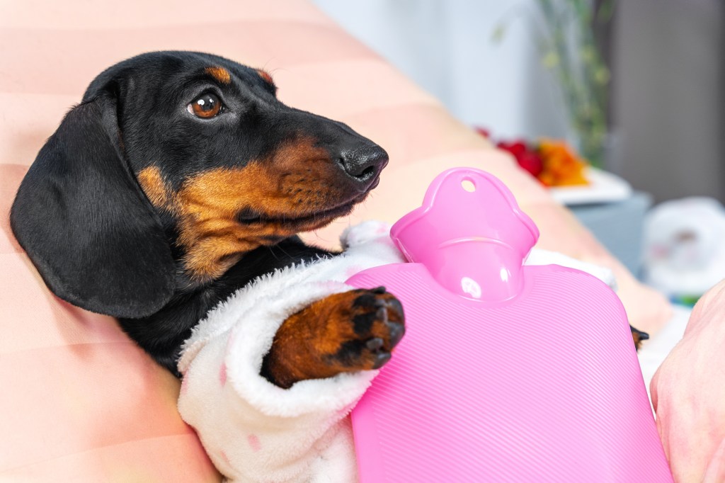 Hund mit Wärmflasche