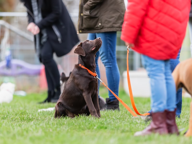 Hund bei Hundeschule