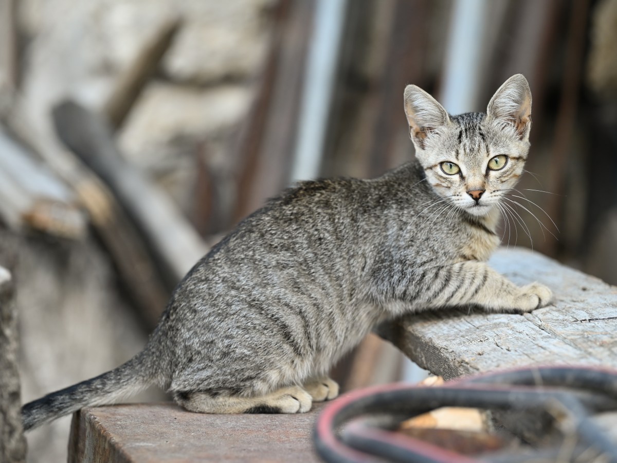 Kanaani-Katze: Die seltenste und modernste Hybridkatze der Welt