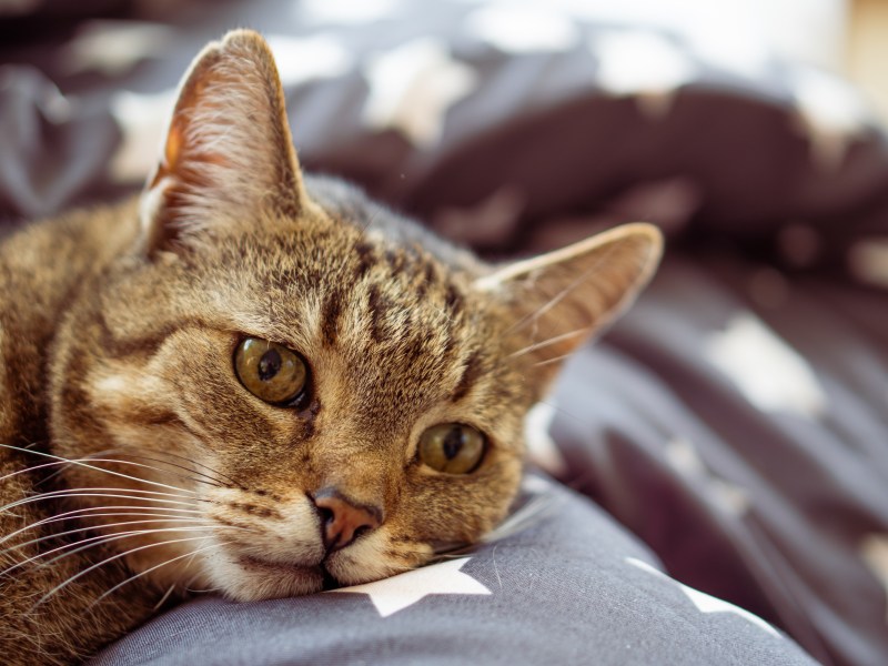 Traurige Katze liegt auf dem Bett