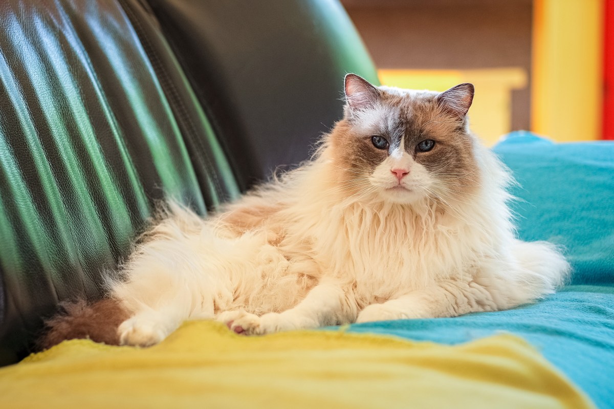 Katze hat Arthrose und liegt auf dem Sofa