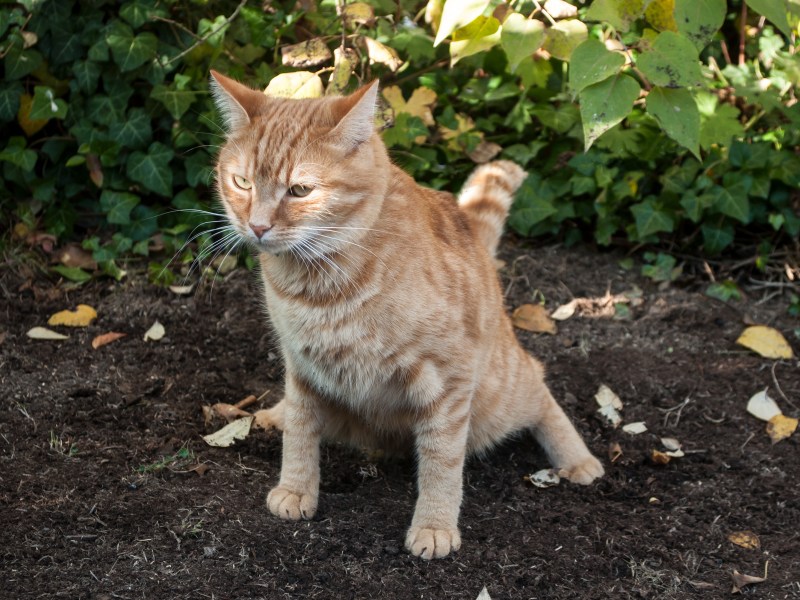 Katze verrichtet Geschäft im Garten