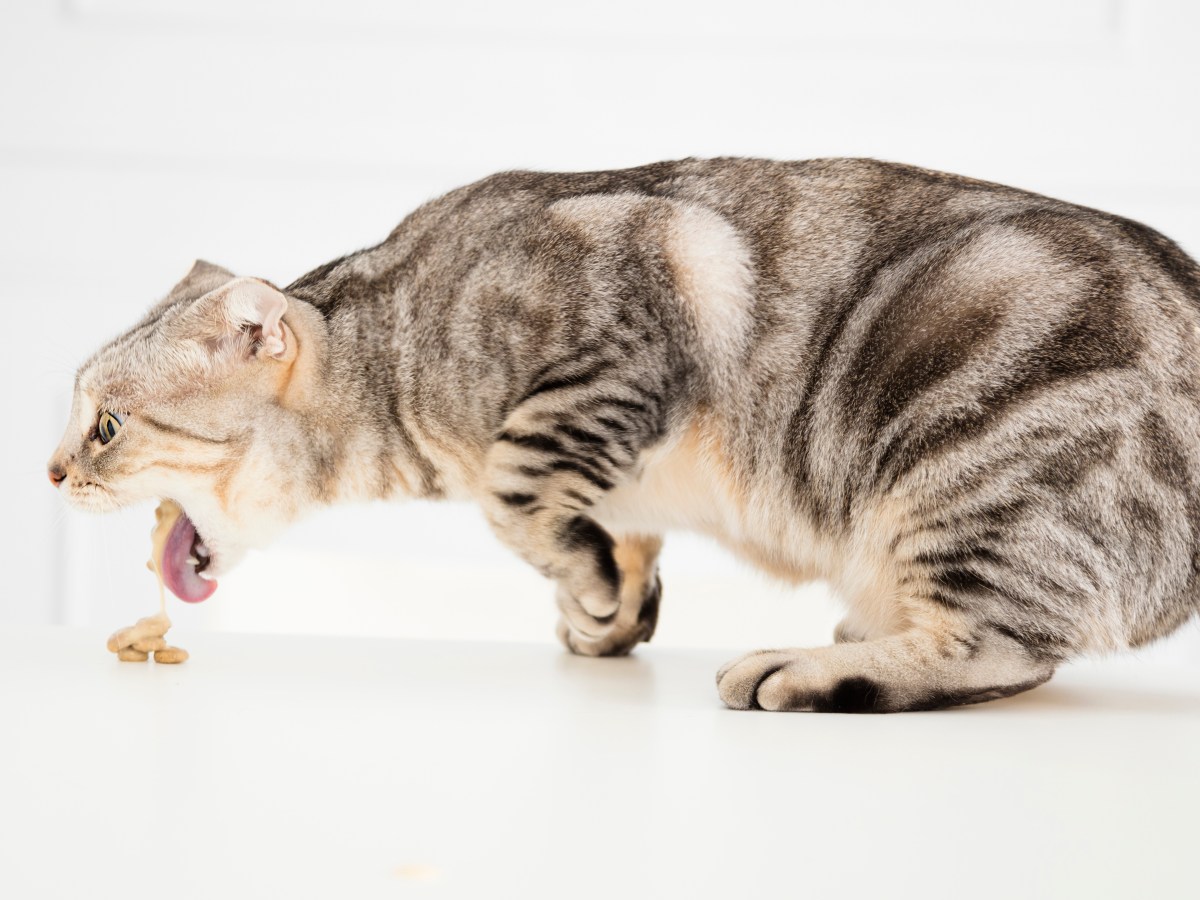 Katze erbricht Futter