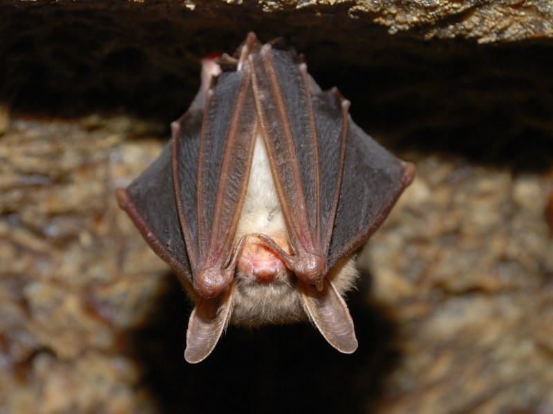 Fledermaus hängt kopfüber in einer Höhle