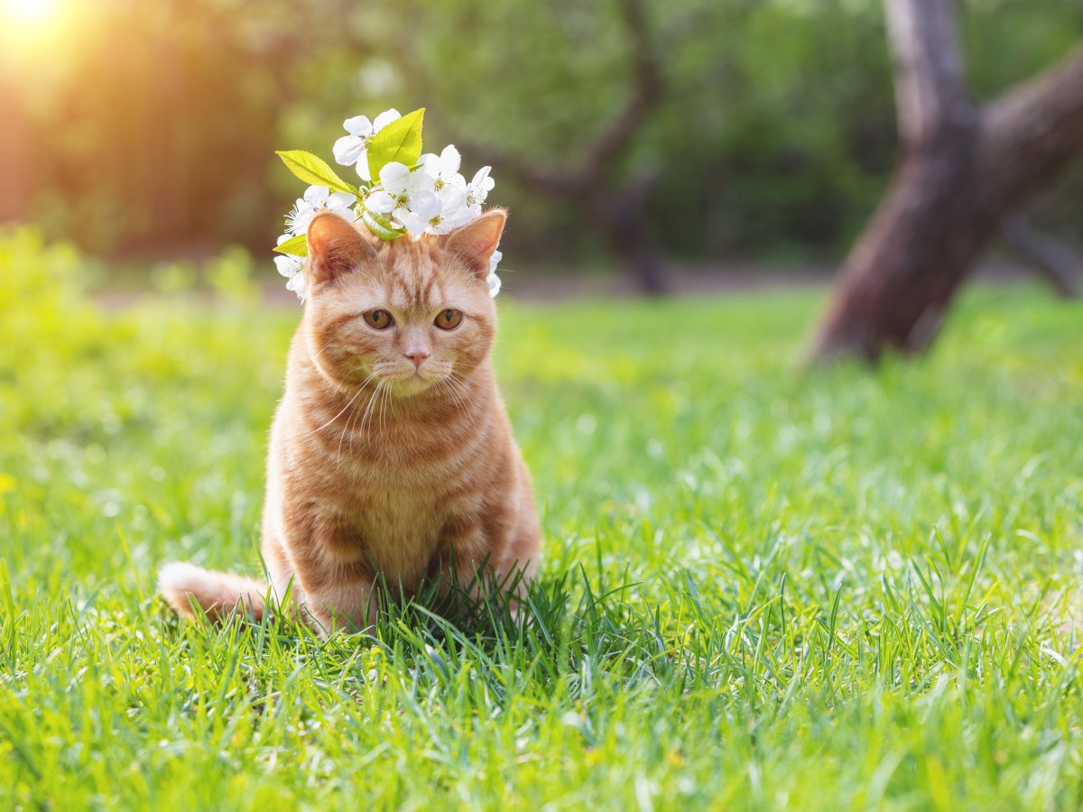 Katze sitzt mit Blumenkranz auf dem Rasen