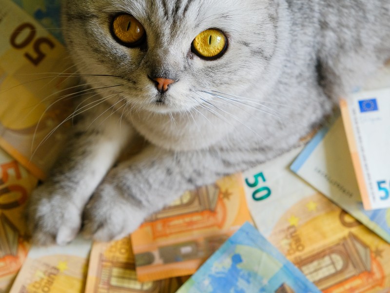 Katze liegt auf Euro Banknoten