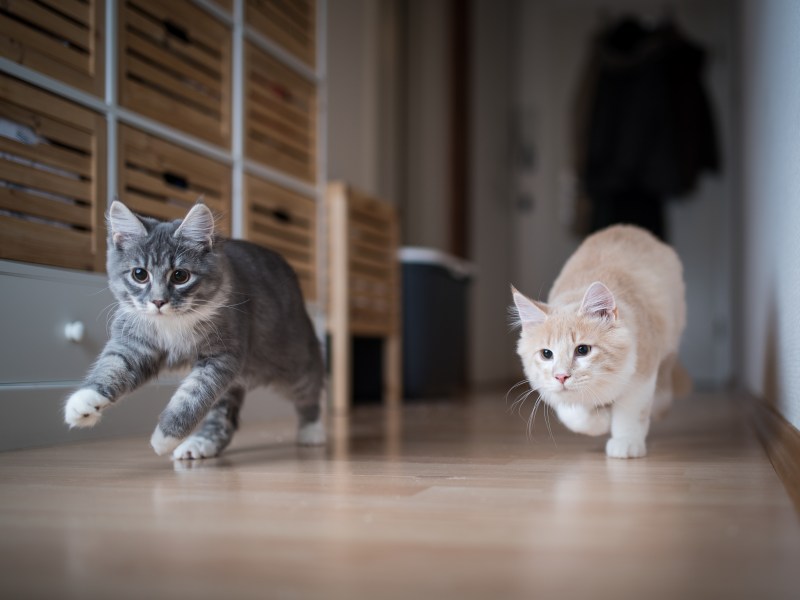 Katzen rennen über den Fußboden