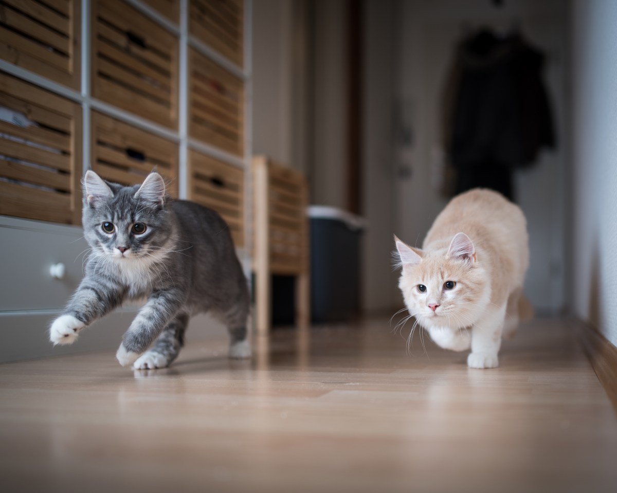 Katzen rennen Ã¼ber den FuÃŸboden