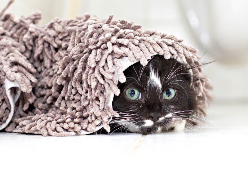 Katze unter einem Teppich versteckt