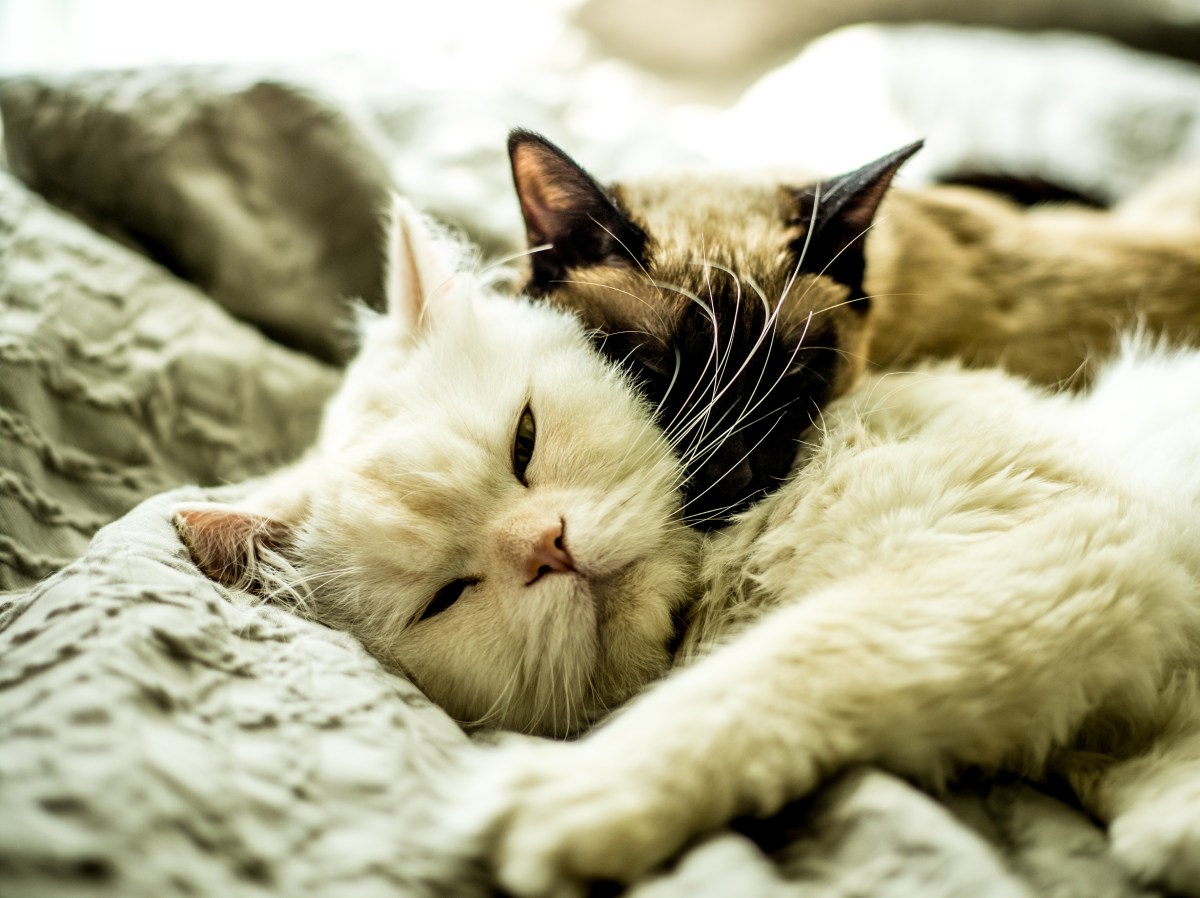 Zwei Katzen kuscheln zusammen im Bett