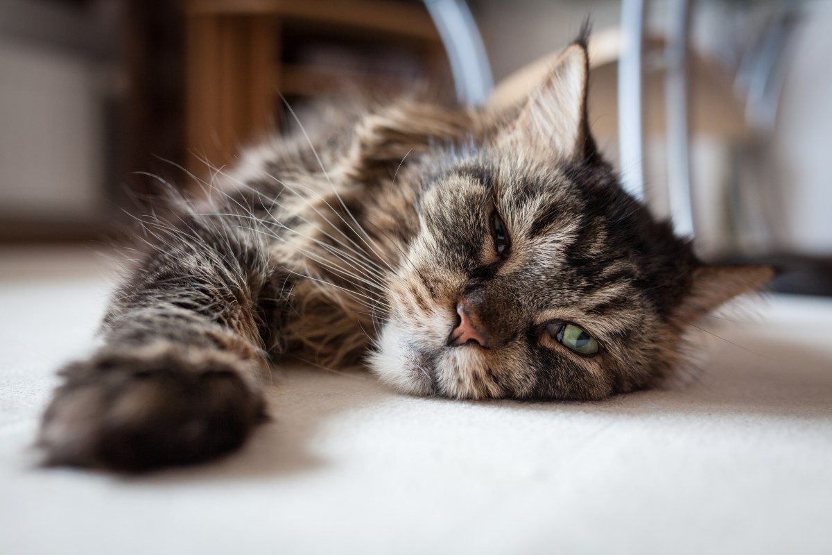 Katze liegt auf dem Boden