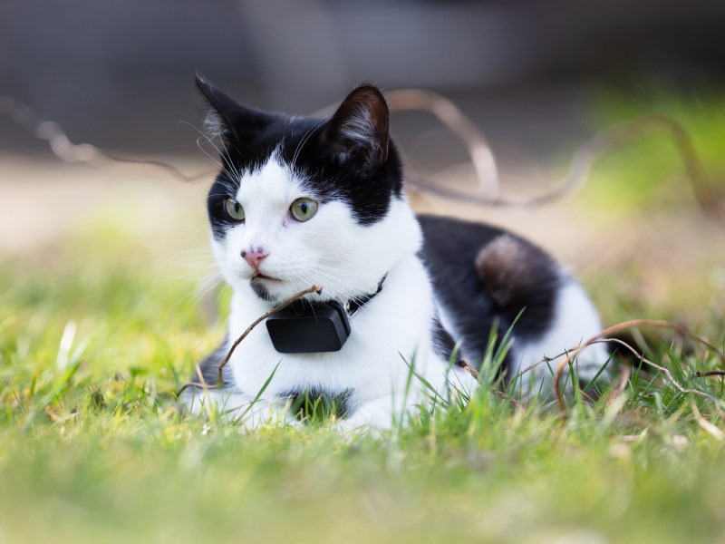 Katze sitzt im Gras mit GPS Tracker